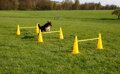 Pylonový překážkový set Agility